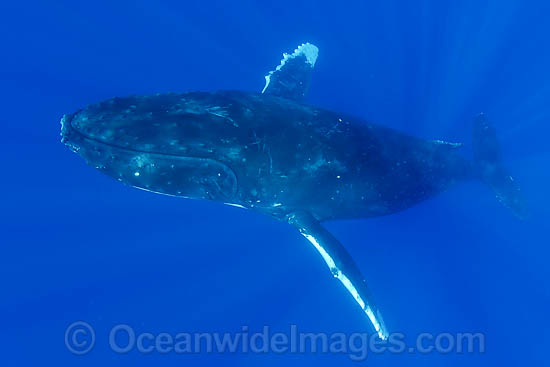 Humpback Whale underwater photo