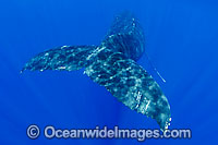 Humpback Whale tail fluke underwater Photo - David Fleetham