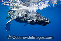 Humpback Whale calf underwater Photo - David Fleetham