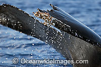 Humpback Whale barnacles Photo - David Fleetham