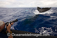 Photographer with Humpback Whale Photo - David Fleetham