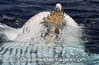 Humpback Whale updside down Photo - David Fleetham
