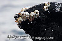 Humpback Whale barnacles Photo - David Fleetham