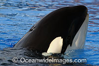 Orca spy hopping Photo - David Fleetham