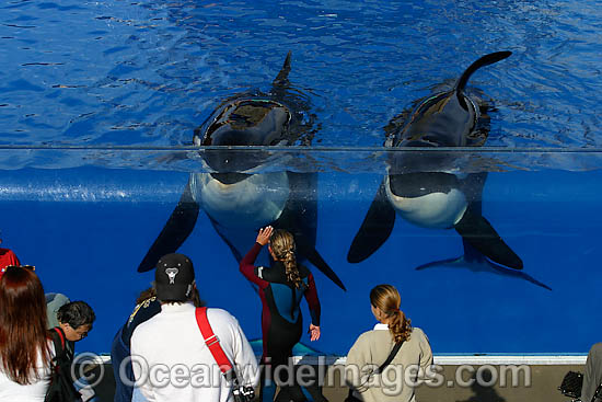 Orca with onlookers photo