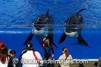 Orca with onlookers Photo - David Fleetham