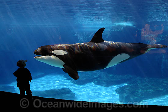 Orca with onlooker photo