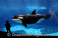 Orca with onlooker Photo - David Fleetham