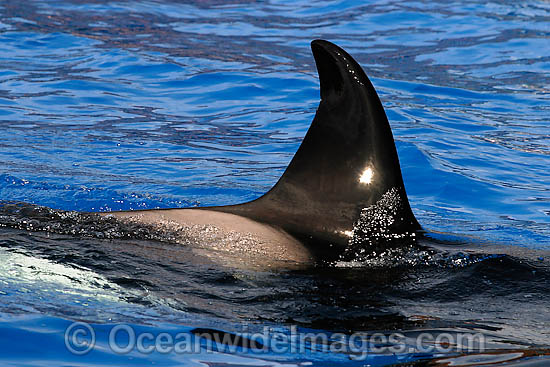 Orca dorsal fin photo