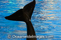Orca powerful tail Photo - David Fleetham