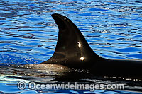 Orca dorsal fin Photo - David Fleetham