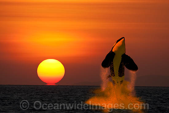 Orca breaching at sunset photo