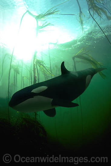 Orca in kelp forest photo