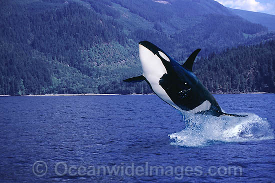 Orca breaching photo