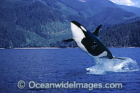 Orca breaching Photo - David Fleetham
