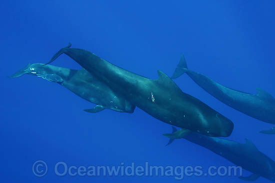 Short-finned Pilot Whale pod underwater photo