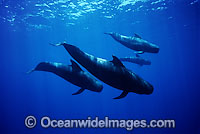 Short-finned Pilot Whales pod underwater Photo - David Fleetham