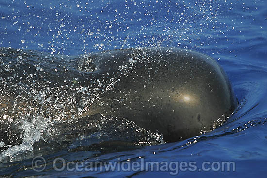 Short-finned Pilot Whale expelling air photo