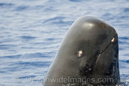 Short-finned Pilot Whale head photo