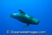 Short-finned Pilot Whales pod underwater Photo - David Fleetham