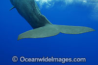 Sperm Whale tail fluke underwater Photo - David Fleetham