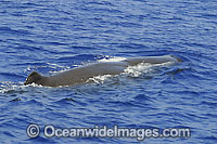 Sperm Whale on surface Photo - David Fleetham