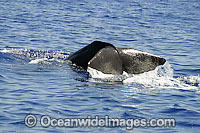 Sperm Whale tail fluke Photo - David Fleetham