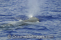 Sperm Whale expelling air Photo - David Fleetham