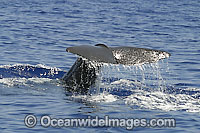 Sperm Whale tail fluke Photo - David Fleetham