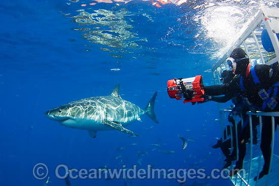 Divers in Great White Shark cage photo