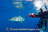 Divers in Great White Shark cage Photo - David Fleetham