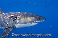 Great White Shark with bite wound Photo - David Fleetham