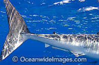Great White Shark caudal keel & fin Photo - David Fleetham