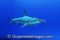 Great Hammerhead Shark Photo - David Fleetham