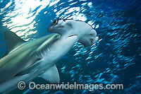 Scalloped Hammerhead Sharks Photo - David Fleetham