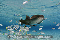 Nurse Shark with remora and Jacks Photo - David Fleetham
