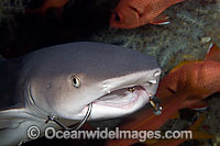 Whitetip Reef Shark with fishing hooks Photo - David Fleetham