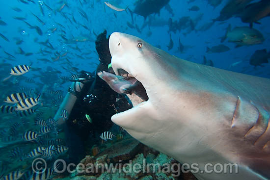 Scuba Diver and Bull Shark photo