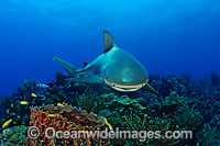 Caribbean Reef Shark Photo - David Fleetham