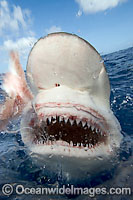 Galapagos Shark Carcharhinus galapagensis Photo - David Fleetham