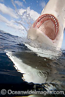Galapagos Shark Carcharhinus galapagensis Photo - David Fleetham