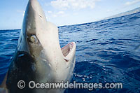 Galapagos Shark Photo - David Fleetham