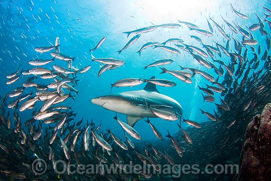 Galapagos Shark amongst schooling fish photo