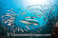 Galapagos Shark amongst schooling fish Photo - David Fleetham