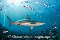 Galapagos Shark amongst schooling fish Photo - David Fleetham