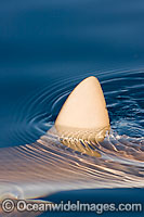 Grey Reef Shark dorsal fin Photo - David Fleetham
