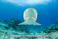 Grey Reef Shark with fishing hook Photo - David Fleetham