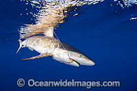 Grey Reef Shark with fishing hooks Photo - David Fleetham