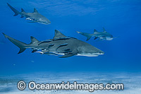 Lemon Shark Bahamas Photo - Vanessa Mignon