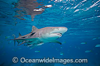 Lemon Shark Negaprion brevirostris Photo - David Fleetham